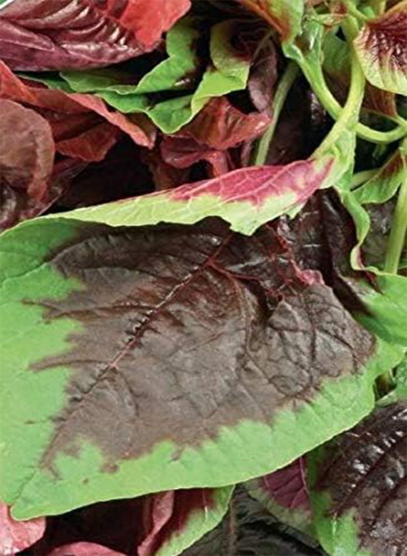 GGOOT Seeds of Vegetable Salad Leaves Andean Superfood Seed Mix