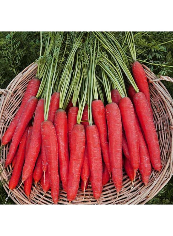 Carrot Selection Red Vegetable Seeds
