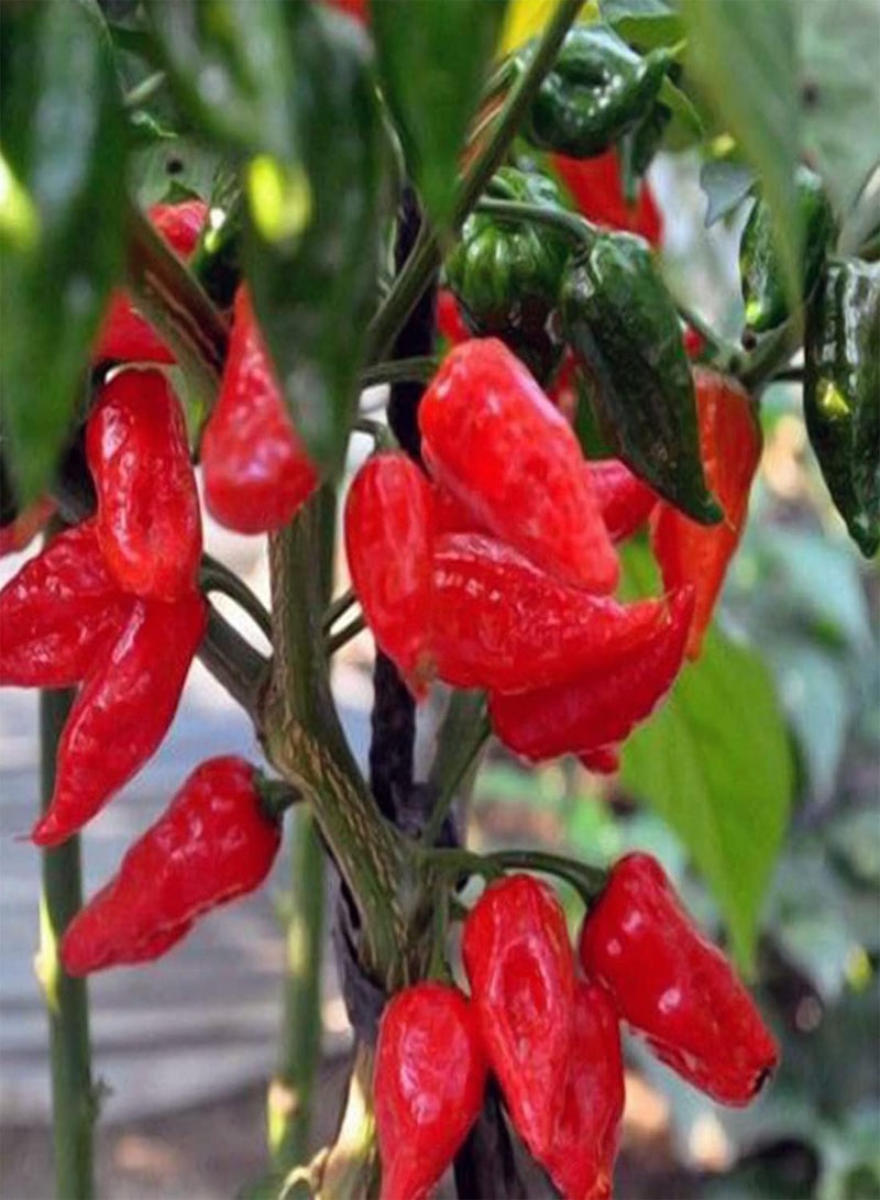 جي جوت بذور خضراوات الفلفل الحار الأحمر - الفلفل الحار الصيني، فلفل حار شبحي، نباتات خضراوات للحديقة المنزلية، بذور زراعة من هيفي تورش، بذرتان - Image 4