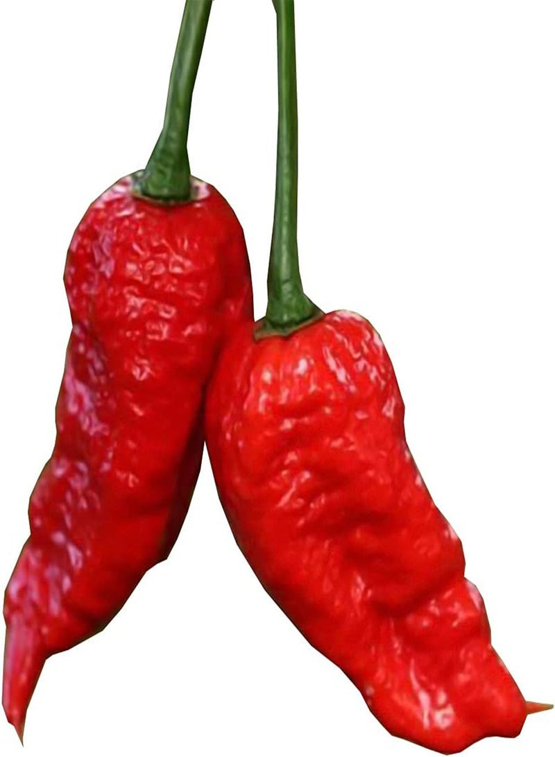 جي جوت بذور خضراوات الفلفل الحار الأحمر - الفلفل الحار الصيني، فلفل حار شبحي، نباتات خضراوات للحديقة المنزلية، بذور زراعة من هيفي تورش، بذرتان - Image 2