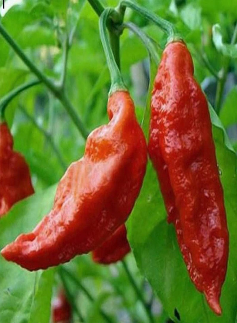 جي جوت بذور خضراوات الفلفل الحار الأحمر - الفلفل الحار الصيني، فلفل حار شبحي، نباتات خضراوات للحديقة المنزلية، بذور زراعة من هيفي تورش، بذرتان - Image 5
