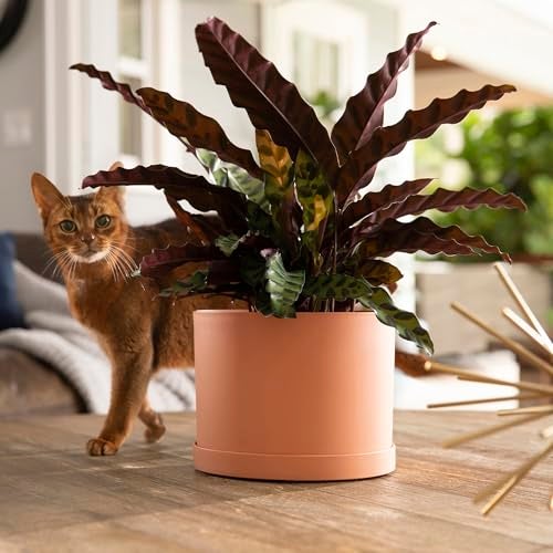 Bloem Mathers 8" Muted Terra Cotta Round Modern Resin Garden Planter Pot with Drainage Holes and Removable Saucer Tray Included - Image 2