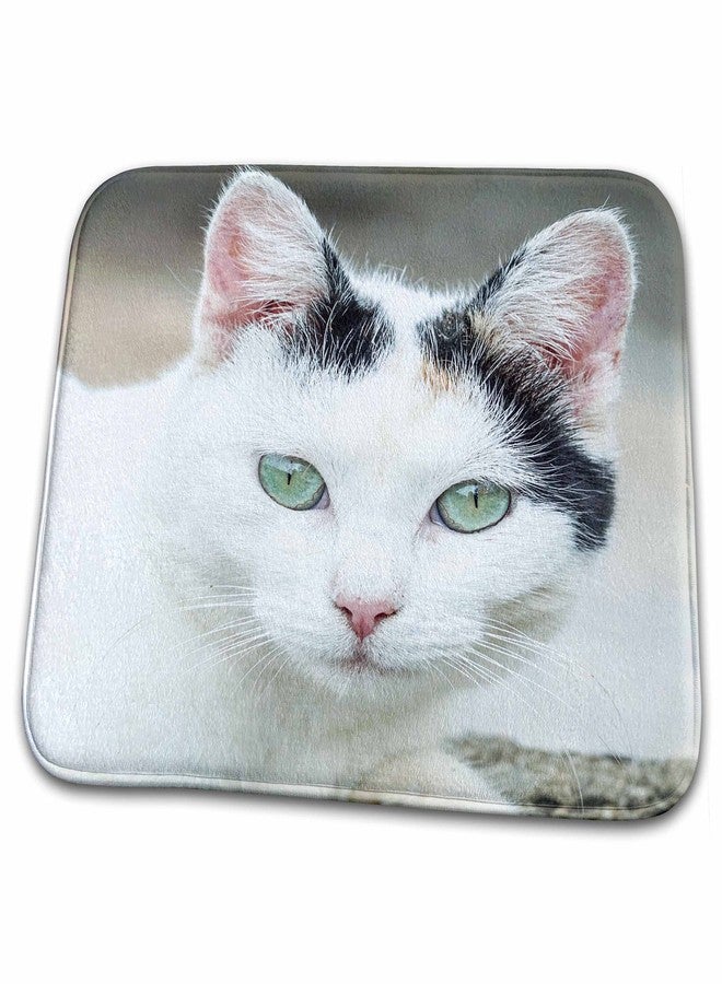 3DROSE Dish Drying Mat - Funny Close Up View of Cat Pet Kitten Animal Animal - Image 1