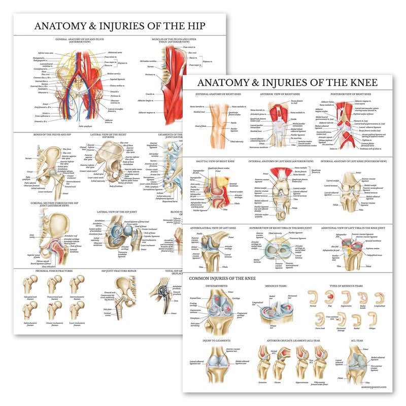 Palace Learning 2 Pack  Anatomy and Injuries of The Knee  Hip Poster Set  Anatomical Chart Set  Laminated 18 x 24