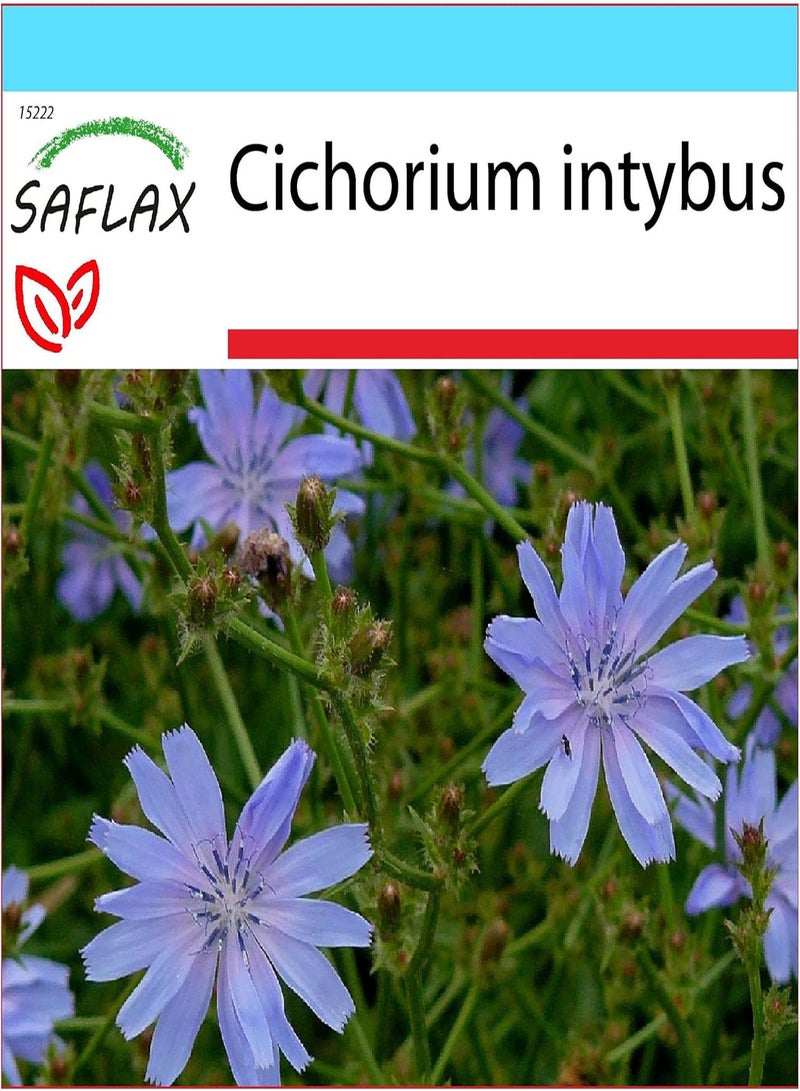 جي جوت مجموعة الهدايا - الهندباء البرية - 250 بذرة - سيكوريوم إنتيبوس - Image 1