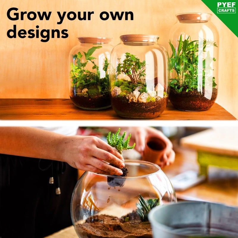 PYEF CRAFTS DIY Terrarium Kit for Plants â€“ Build a Selfâ€‘Sustaining Closed Ecosystem â€“ Supplies for Up toâ€¯68 ozâ€¯(1â€‘2â€¯Liter) â€“ Succulents, Airâ€¯Plantsâ€¯(Tillandsia), Fern â€“ Jar Not Included - Image 4