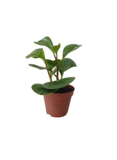 Peperomia obtusifolia small 10-15 CM | Fresh Indoor Plants - pzsku/Z017323625156FC1AF14DZ/45/_/1732532346/51b9e90a-d76c-4d09-984d-4be23be0f8bc