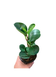 Peperomia obtusifolia small 10-15 CM | Fresh Indoor Plants - pzsku/Z017323625156FC1AF14DZ/45/_/1732532669/b2587d85-e9d7-4c81-a206-eac7540275cd