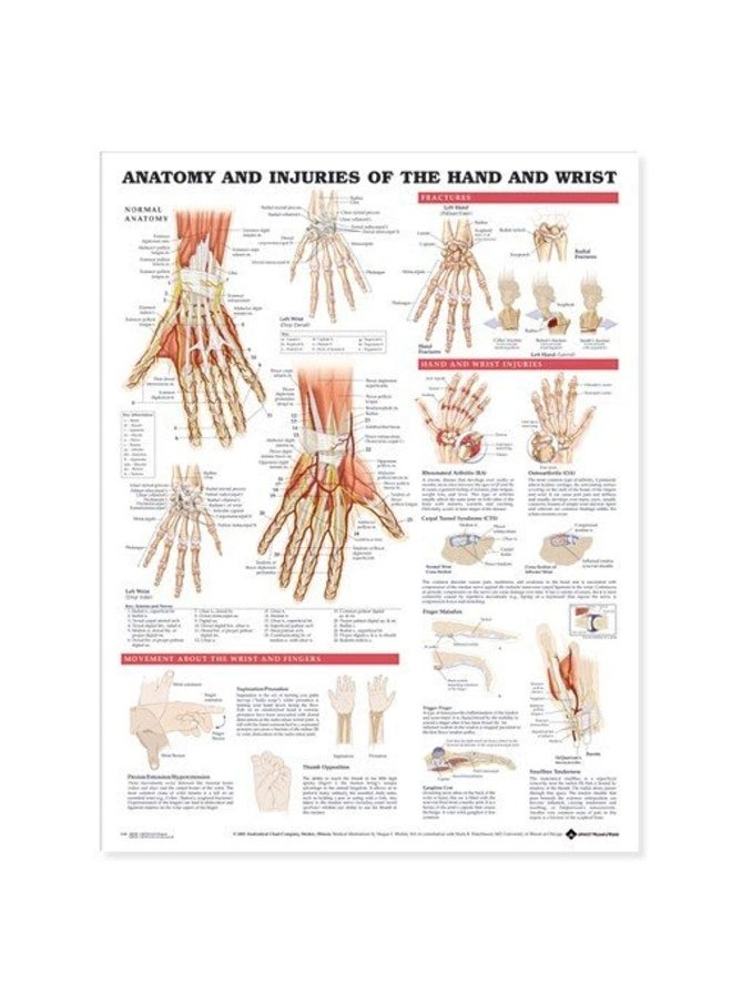 Anatomy and Injuries of the Hand and Wrist Anatomical Chart 