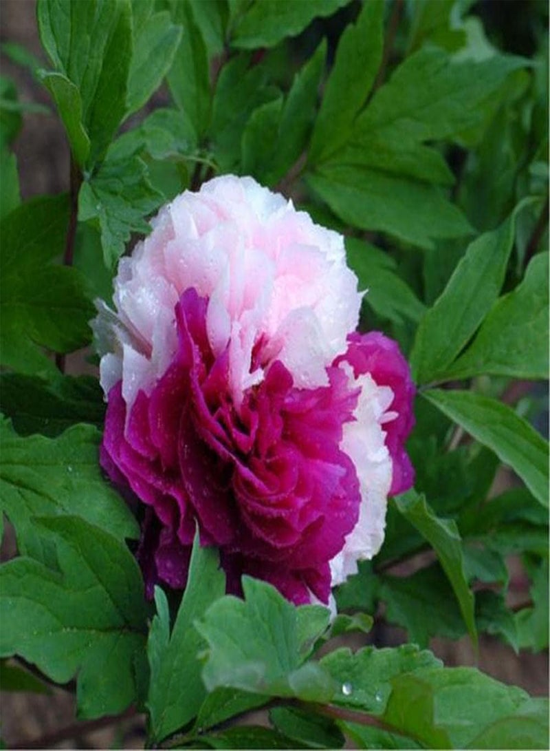 GGOOT 50Pcs Peony Seeds Rare Two Color Flowers Create Aromatic Landscaping Greening Decoration Icing on Cake for Your Home Landscape - Image 1