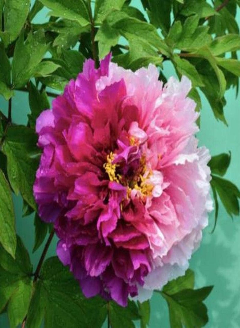 GGOOT 50Pcs Peony Seeds Rare Two Color Flowers Create Aromatic Landscaping Greening Decoration Icing on Cake for Your Home Landscape - Image 2