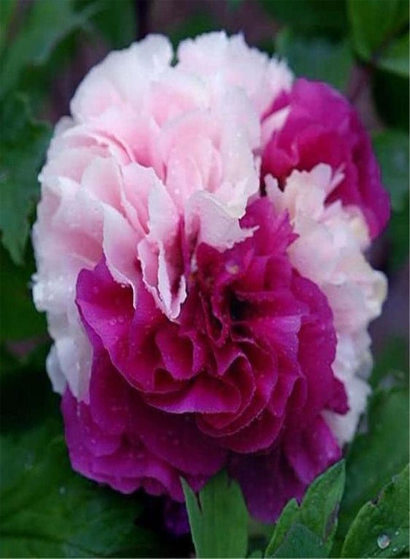 GGOOT 50Pcs Peony Seeds Rare Two Color Flowers Create Aromatic Landscaping Greening Decoration Icing on Cake for Your Home Landscape - Image 3