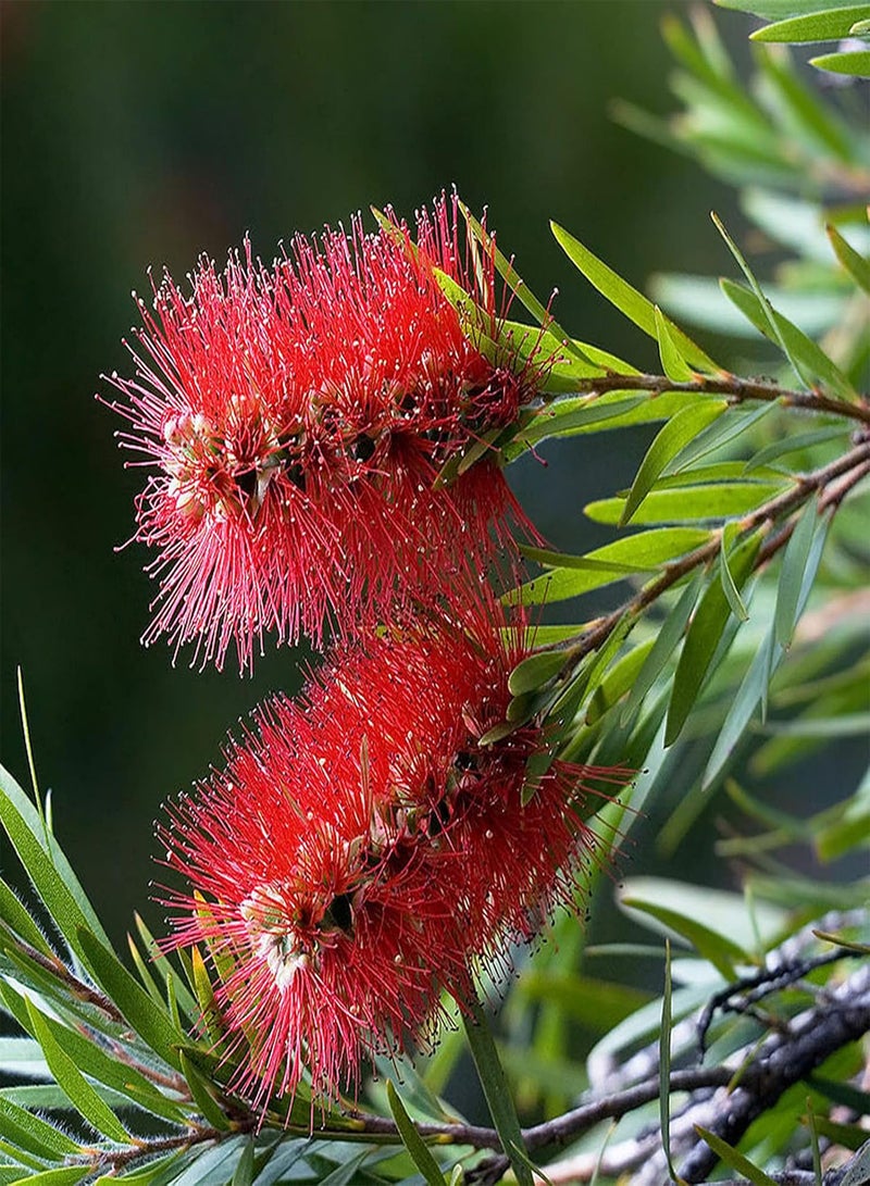 جي جوت 30 قطعة من بذور فرشاة الزجاجة الحمراء Callistemon Citrinus سهلة النمو، بذور نباتات طازجة للزراعة في الحديقة أو في الهواء الطلق أو في الداخل - Image 3