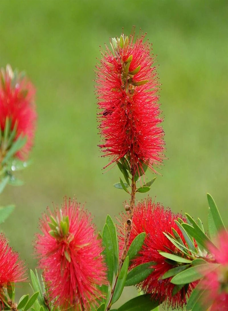جي جوت 30 قطعة من بذور فرشاة الزجاجة الحمراء Callistemon Citrinus سهلة النمو، بذور نباتات طازجة للزراعة في الحديقة أو في الهواء الطلق أو في الداخل - Image 4
