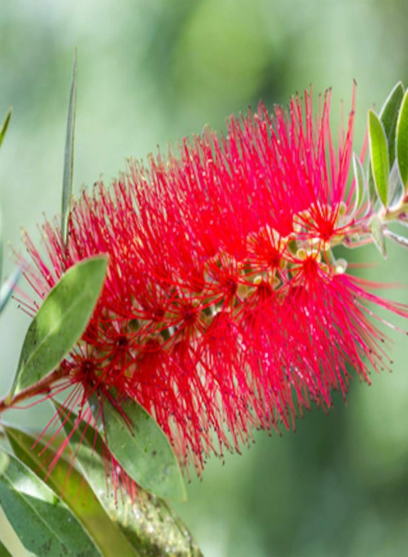 جي جوت 30 قطعة من بذور فرشاة الزجاجة الحمراء Callistemon Citrinus سهلة النمو، بذور نباتات طازجة للزراعة في الحديقة أو في الهواء الطلق أو في الداخل - Image 1
