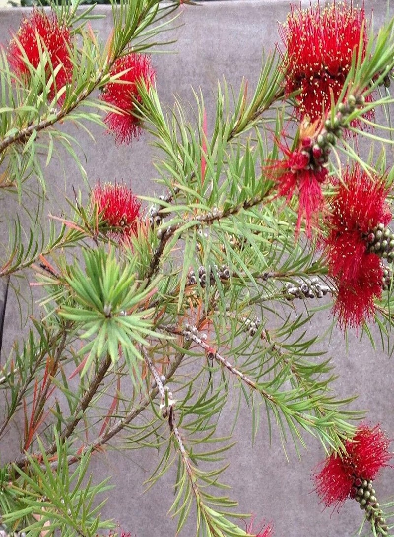 جي جوت 30 قطعة من بذور فرشاة الزجاجة الحمراء Callistemon Citrinus سهلة النمو، بذور نباتات طازجة للزراعة في الحديقة أو في الهواء الطلق أو في الداخل - Image 5