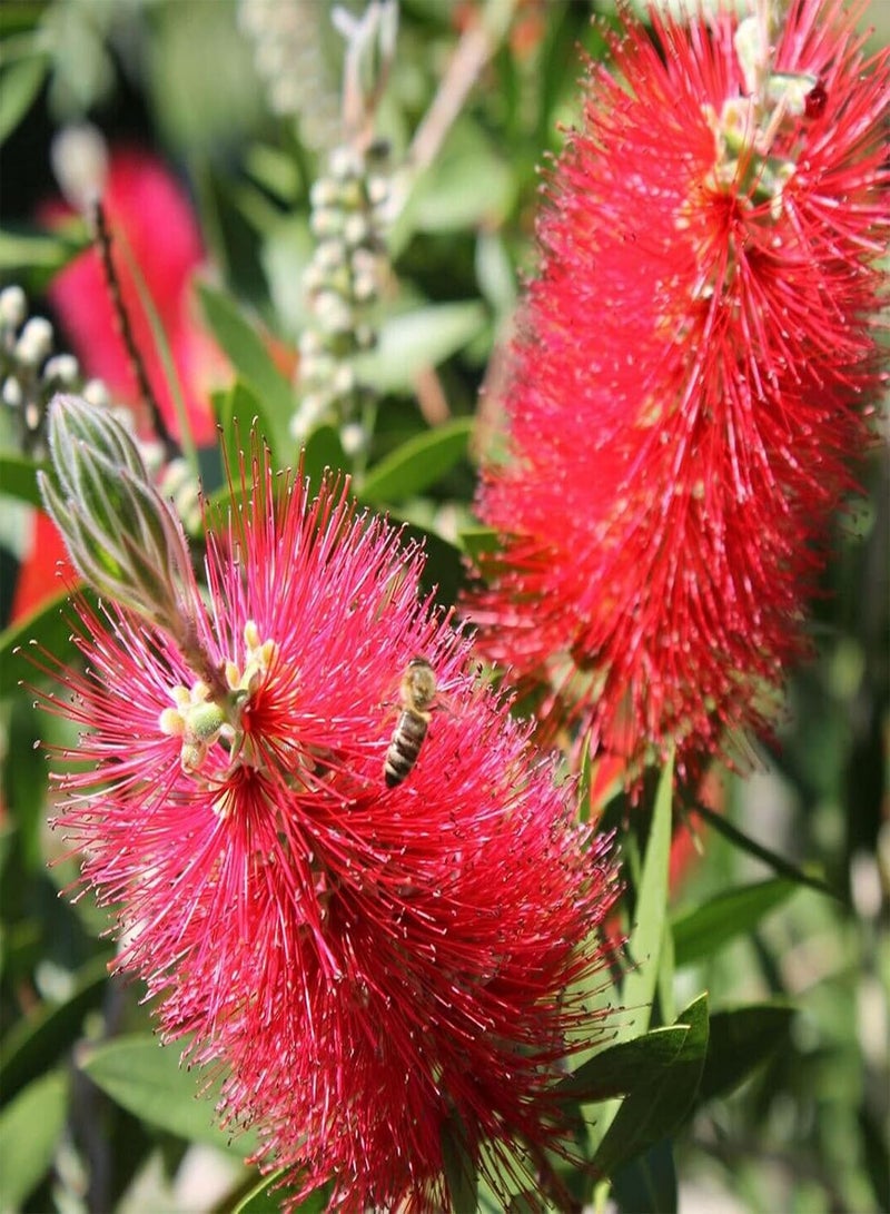 جي جوت 30 قطعة من بذور فرشاة الزجاجة الحمراء Callistemon Citrinus سهلة النمو، بذور نباتات طازجة للزراعة في الحديقة أو في الهواء الطلق أو في الداخل - Image 2