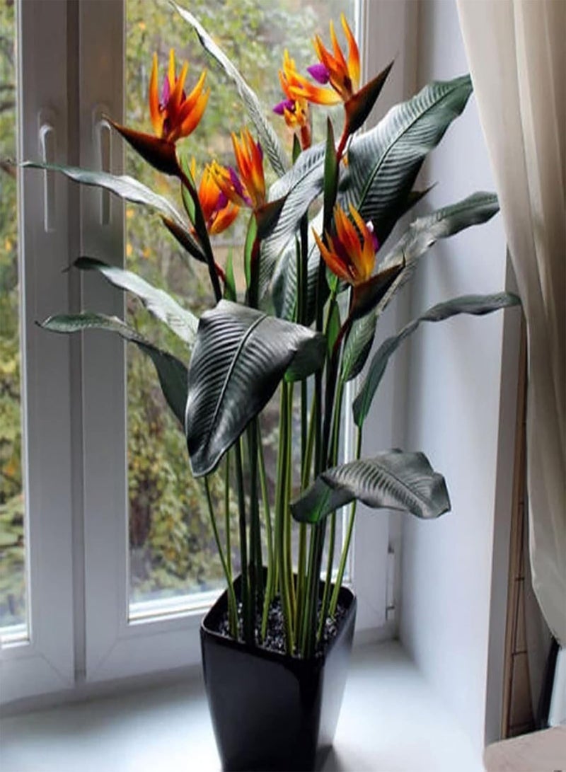 GGOOT 30Pcs/Bag Flower seeds High Germination Beautiful Fresh Fast Growing Flower Bonsai seeds Garden Supplies Orange - Image 3