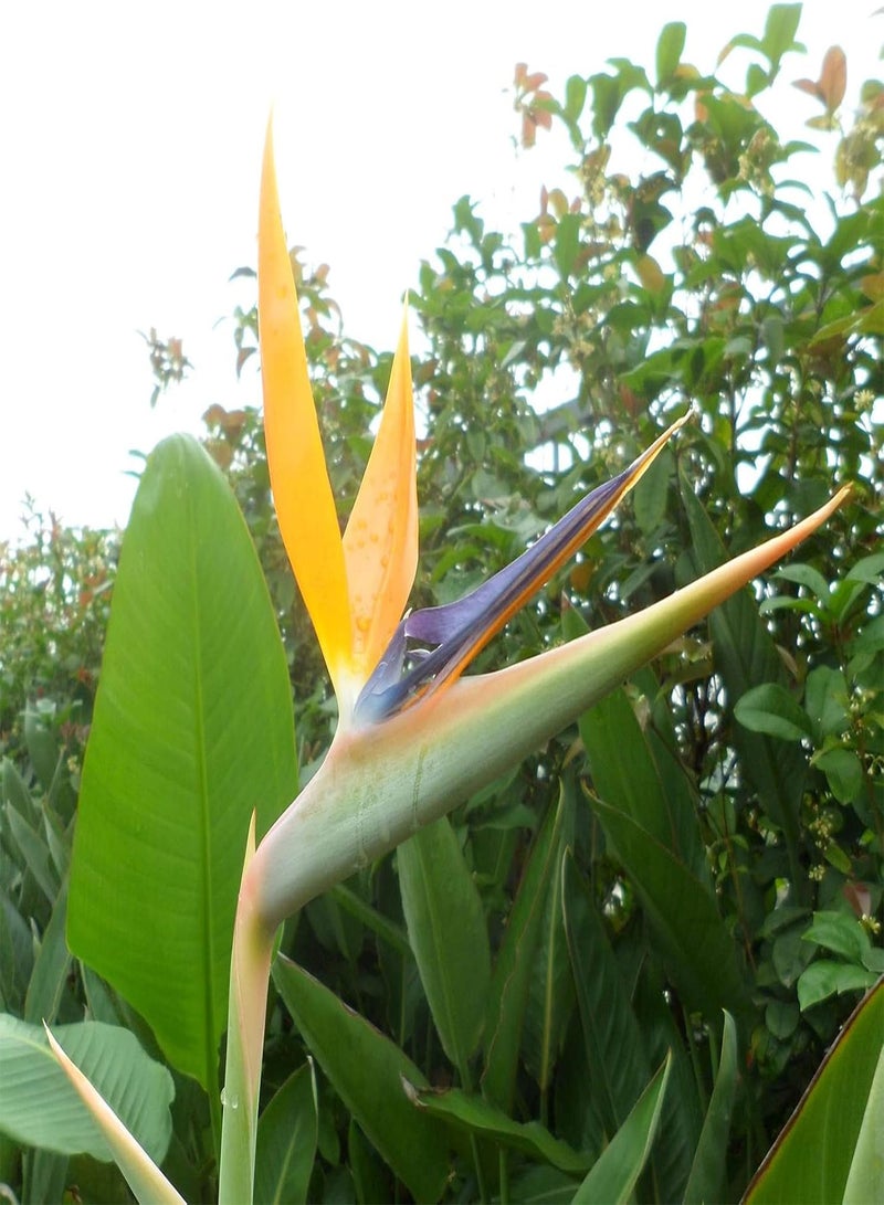 GGOOT 30Pcs/Bag Flower seeds High Germination Beautiful Fresh Fast Growing Flower Bonsai seeds Garden Supplies Orange - Image 4