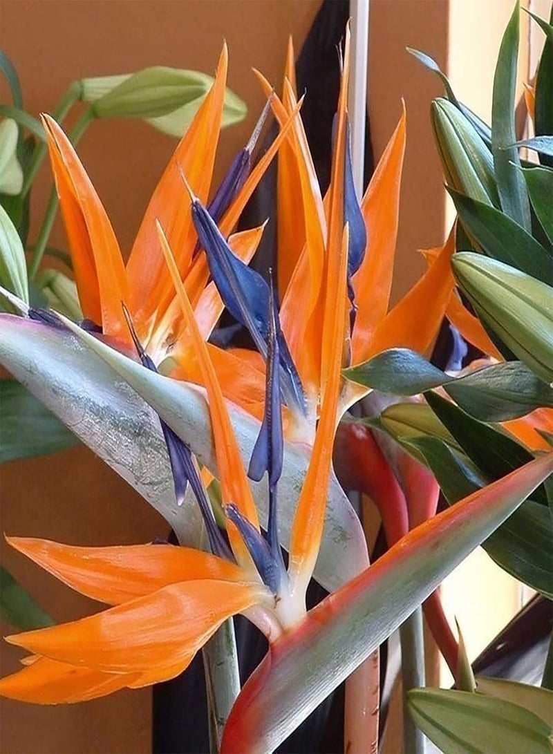 GGOOT 30Pcs/Bag Flower seeds High Germination Beautiful Fresh Fast Growing Flower Bonsai seeds Garden Supplies Orange - Image 2