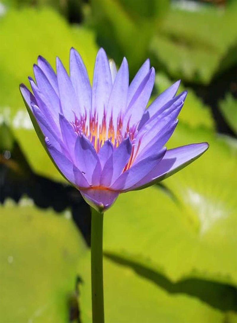 جي جوت 20 قطعة من بذور اللوتس الأرجوانية، زهرة زنبق الماء الغريبة اللافتة للنظر، رائحة منعشة، نمو سريع، عشبة معمرة مزخرفة للاستخدام الداخلي والخارجي، استمتع بفرحة الإزهار - Image 2