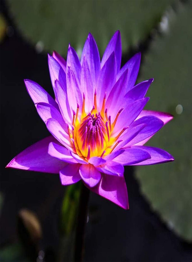 جي جوت 20 قطعة من بذور اللوتس الأرجوانية، زهرة زنبق الماء الغريبة اللافتة للنظر، رائحة منعشة، نمو سريع، عشبة معمرة مزخرفة للاستخدام الداخلي والخارجي، استمتع بفرحة الإزهار - Image 1