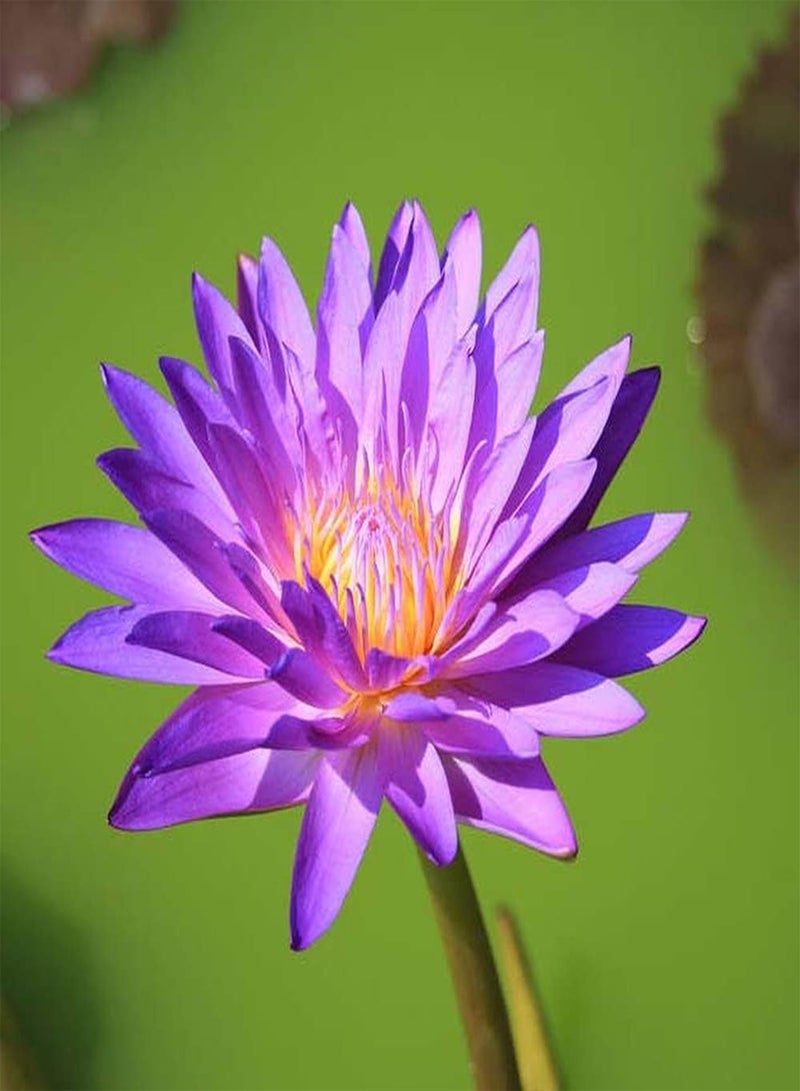 جي جوت 20 قطعة من بذور اللوتس الأرجوانية، زهرة زنبق الماء الغريبة اللافتة للنظر، رائحة منعشة، نمو سريع، عشبة معمرة مزخرفة للاستخدام الداخلي والخارجي، استمتع بفرحة الإزهار - Image 3