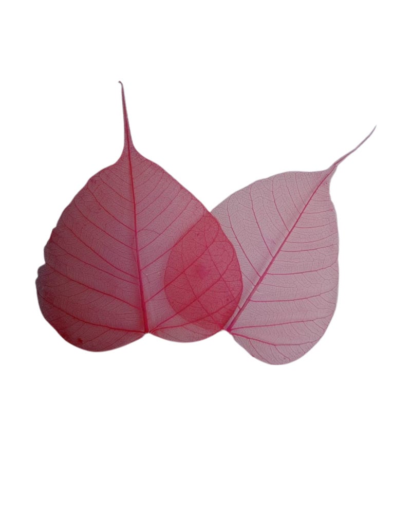 JOYNAGAR Handmade Natural Peepal Leaf Skeleton | Eco-Friendly Home Decor | 100 Pcs | 4-6 Inch | Unique Wall Art | Sustainable Crafts | Indian Traditional Artwork (Red) - Image 1