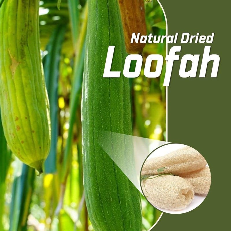 Natural Dried Loofah Sponge for Body Exfoliation and Scrubbing, Pack of 5 - Image 3