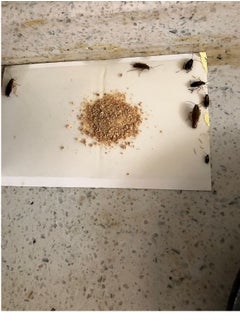 ULHYC Cockroach Killer Powder 5 Pieces Home Kitchen  - Image 2