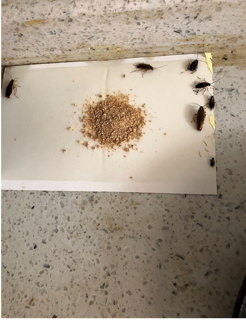 يو إل اتش واي سي ألواح لاصقة لمكافحة الصراصير، عبوة من 5 قطع، مناسبة للمطاعم والمطابخ وغرف النوم وغرف المعيشة وغيرها من الأماكن المعرضة للصراصير. - Image 2