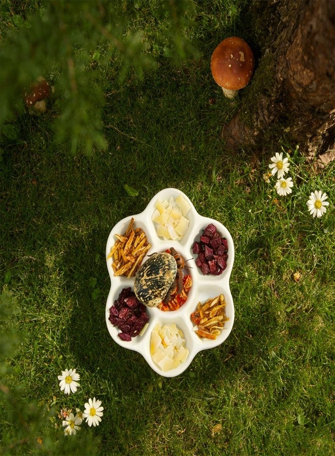 CJFNDFA Terrarium Bowls, Hermit Crab Water Dishes & Water Bowl Ceramic Hermit Crab Accessories, Anti-Turning Bowl for Feeding & Hydration, Terrarium Pet Supplies - Image 5