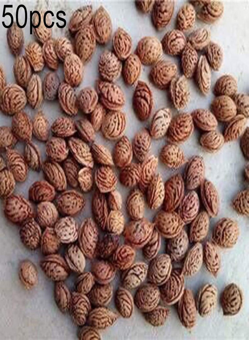 GGOOT 50 Peach Seeds High Germination Rate Easy to Cultivate Fast Growing Easy to Handle and Tasty Fruit Trees Garden Patio Bonsai Plants for Garden Home Farming Peach Seeds One Size - Image 2