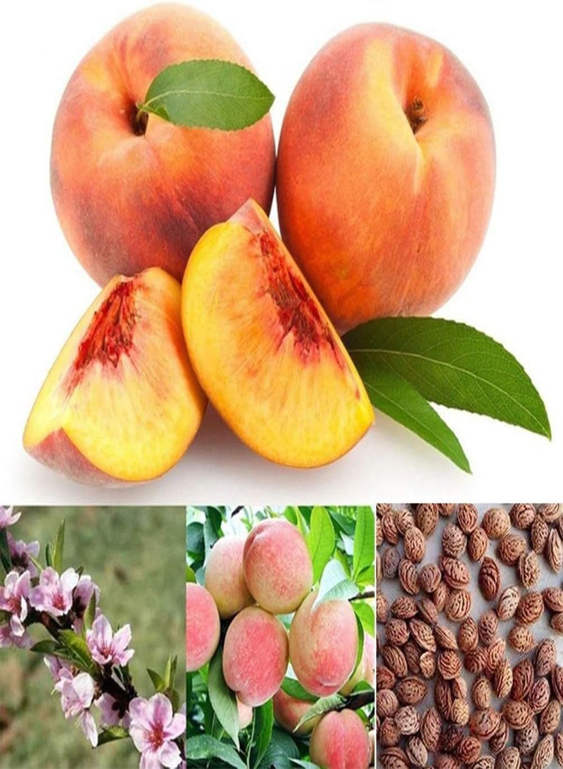 GGOOT 50 Peach Seeds High Germination Rate Easy to Cultivate Fast Growing Easy to Handle and Tasty Fruit Trees Garden Patio Bonsai Plants for Garden Home Farming Peach Seeds One Size - Image 1