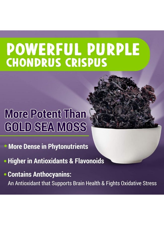 Maju Superfoods - Maju Powerful Purple Sea Moss Capsules (60 Ct) Extrastrength Purple Minerals Chondrus Crispus Stronger Than Gel Compare To Organic Irish Seamoss Capsule Wild Harvested Powder Pills - Image 1