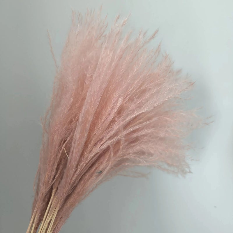 Bluejw Classical Boho Small Pampas Grass Decor - Dried Fluffy Pampas for Table Vase Arrangements, Indoor Home & Festival Gifts - Image 1
