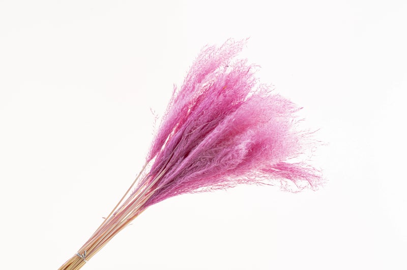 Bluejw Classical Boho Small Pampas Grass Decor - Dried Fluffy Pampas for Table Vase Arrangements, Indoor Home & Festival Gifts - Image 2