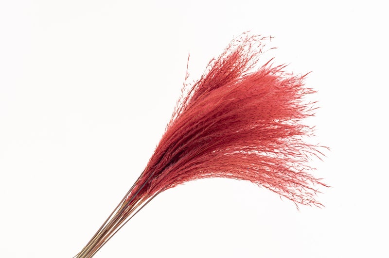 Bluejw Classical Boho Small Pampas Grass Decor - Dried Fluffy Pampas for Table Vase Arrangements, Indoor Home & Festival Gifts - Image 5