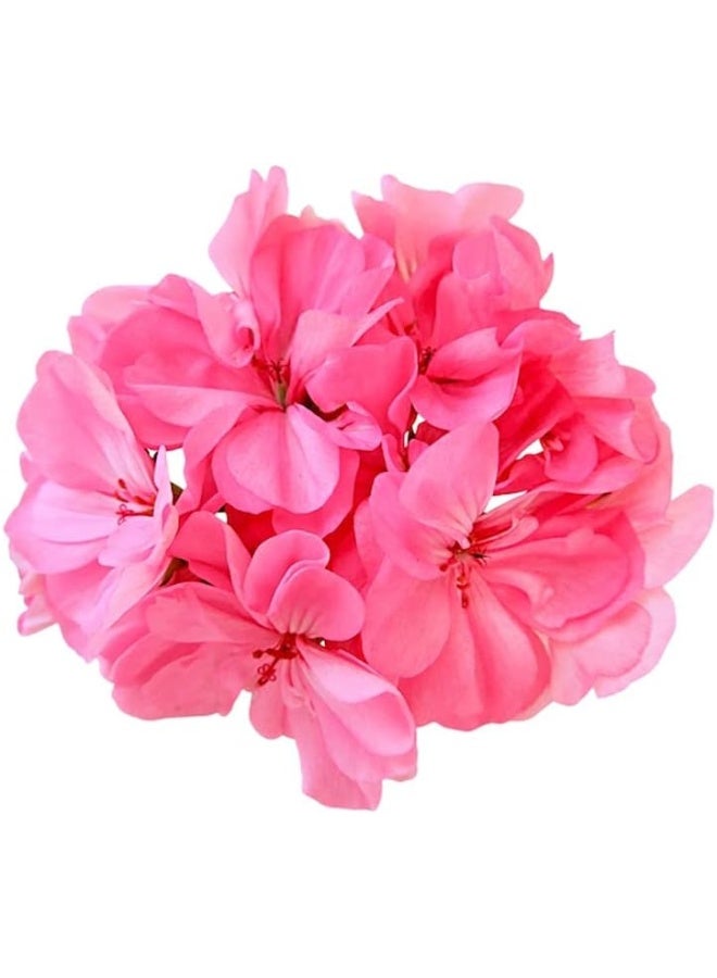 Henne Organics Luxury Hand Cream - Natural Skin Moisturizer - Blomma (Floral) - Image 5