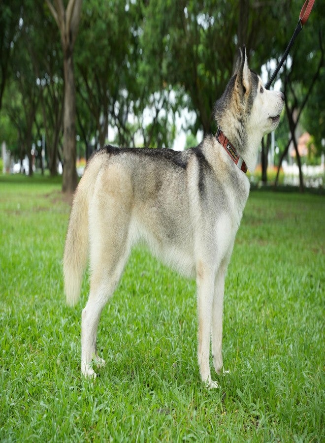 OllyDog طوق OllyDog Flagstaff، طوق جرو ناعم قابل للتعديل مع مشبك سريع الفتح، طوق مثالي للكلاب للاستخدام اليومي والمغامرات (صغير، بنقشة خشب الطين) - Image 3