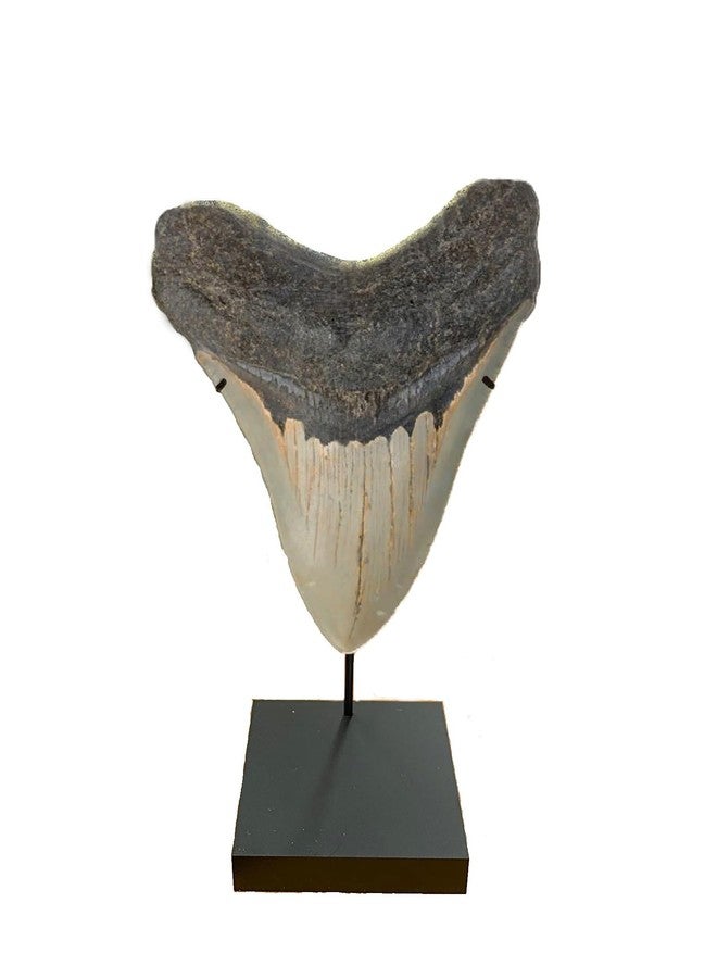 Clearco Artifact Display Stand, for Ushabtis, Figurines, Pre Columbian, Egyptian, Roman, Greek statues or figures, Megalodon shark tooth, Dolls, Arrowheads and other artifacts. 5" HIGH - Image 2