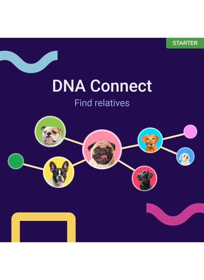 tellmeGen - Starter DNA Test for Dogs, Analyzes & Identifies 400+ Breeds and Offers 25+ Genetic Traits and Ancestry Reports, Lifetime Updates Included - Image 1