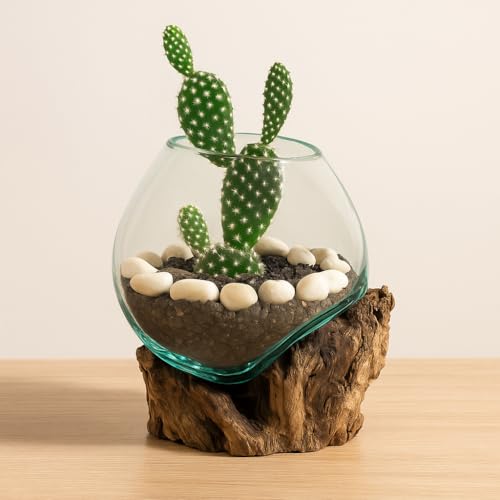 Cape Craftsmen 7" H Hand-Blown Blue Tinted Bubble Glass On Natural Teak Driftwood Terrarium | Home Décor Indoor Planter with Stand | Pot for Succulent and Plants - Image 3