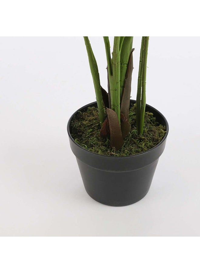 Suncoast Palm In Pot-Green  - Image 2