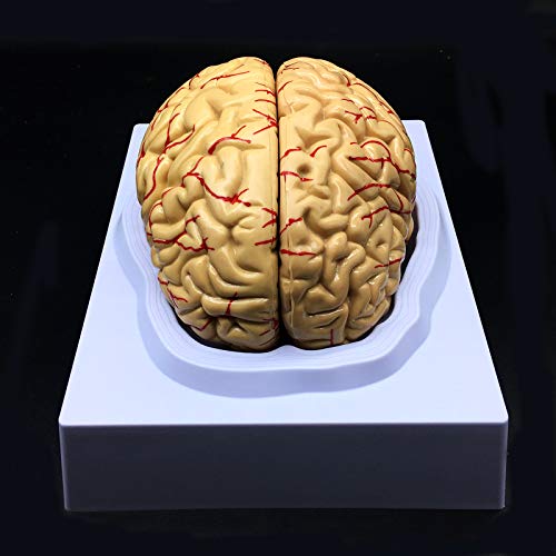 XINDAM Human Brain Model Anatomically Accurate Brain Model Life Size Human Brain Anatomy for Science Classroom Study Display Teaching Medical Model - Image 1