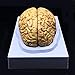 XINDAM Human Brain Model Anatomically Accurate Brain Model Life Size Human Brain Anatomy for Science Classroom Study Display Teaching Medical Model - Image 3
