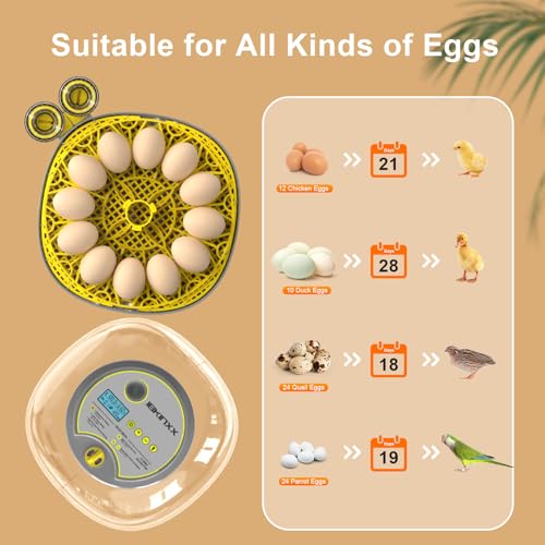 IBKINXX Incubator for Hatching Eggs-12 Egg Capacity, 2026 Newly Upgraded Automatic Egg Turner, Temperature & Humidity Control, 360° Viewing for Chicken, Duck and Quail Eggs (Grey) - Image 5