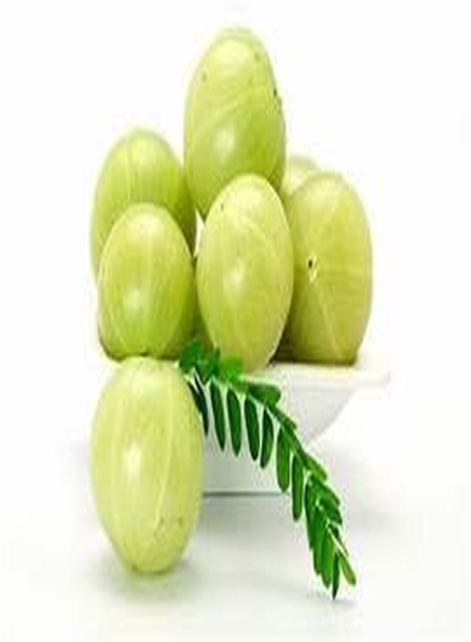 شراب الأملا من كوكان فاسودها - طعم ماهاراشتري أصيل (500 مل) (1000 مل) - Image 3