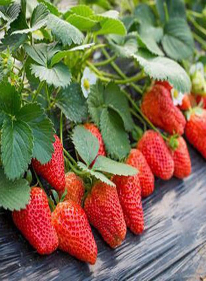 GGOOT 400pcs Red Fresh Non GMO Strawberry Seeds Known for Its Appearance Has Economic Value Necessary Fruit for Gardeners - Image 3