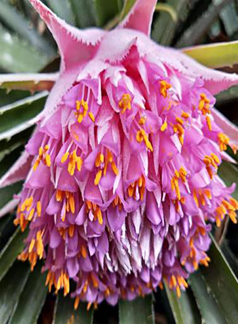 GGOOT 1 Bag Seeds Prolific Non GMO Viable High Yield Pineapple Seeds for Home Fruit Seeds Natural for Farm - Image 1